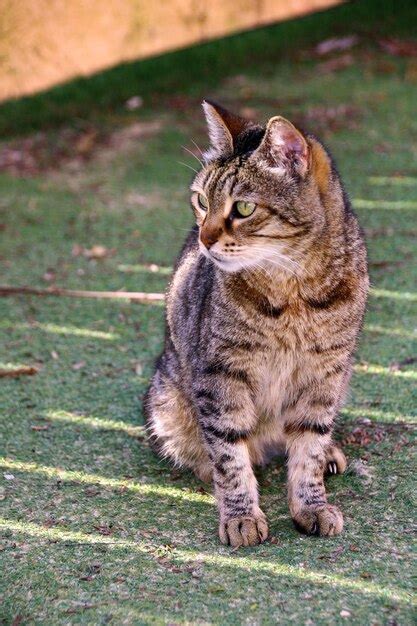 Gato Sentado En La Hierba Foto Premium