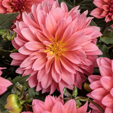 virtuoso pinkerific dahlia variabilis proven winners