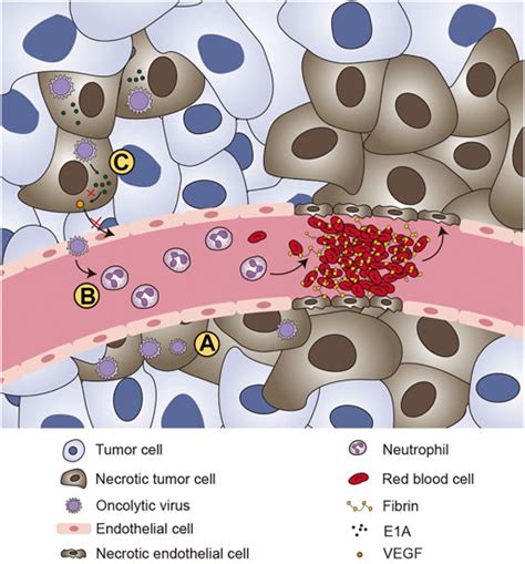 Frontiers Oncolytic Virotherapy From Bench To Bedside