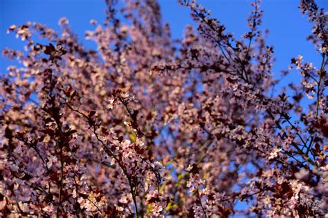 Plum Tree Blossoms are Awesome | Shutterbug