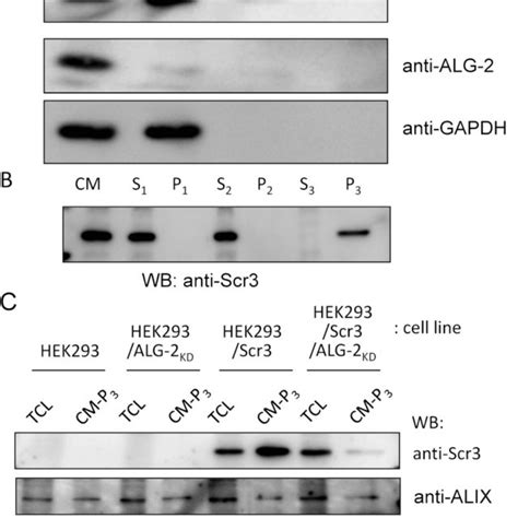 A Hek Scr Cells And Scr Expressing Alg Knockdown Hek