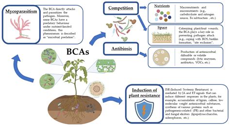 LAS MICORRIZAS Y SU RELACION CON LAS PLANTAS Y BACTERIAS Arvensis Agro