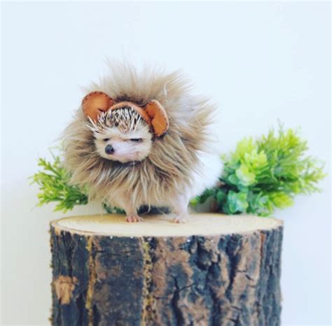 Be a lion even if you’re a hedgehog | Animali carini, Animali, Cuccioli