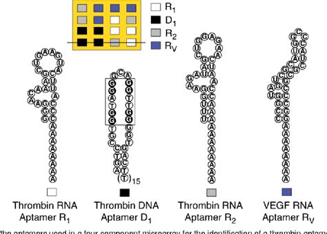 Figure 1 From Detection Of Protein Biomarkers Using RNA Aptamer