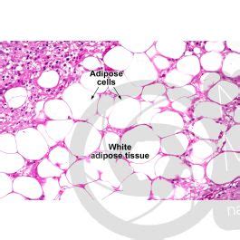 Rat Unilocular Adipose Tissue Transverse Section X Unilocular