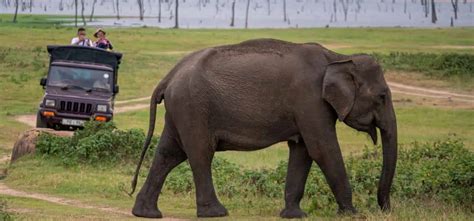 10 Days Sightseeing Tour Of Sri Lanka Anuradhapura Sigiriya