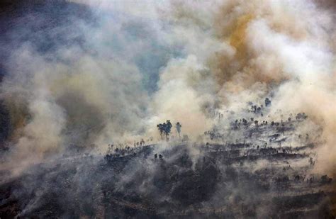 Gráfico Los Incendios Forestales Arrasan 168738 Hectáreas