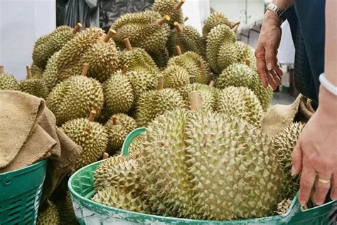 Top 3 Daerah Penghasil Durian Terbesar Di Mojokerto Juaranya Bukan