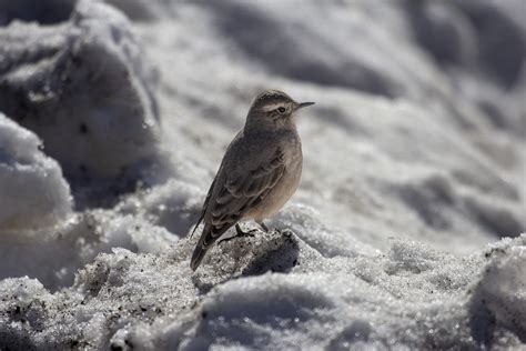 White Browed Ground Tyrant Photographed Near Santiago Chi Flickr