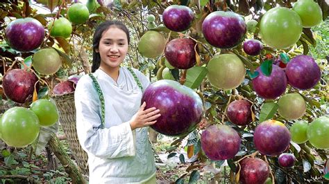 Harvesting Star Apple Fruit Goes To The Market Sell Making Garden