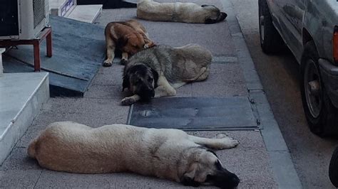 Mersin de sokak köpekleri belediye çalışanına saldırıp ısırdı Son