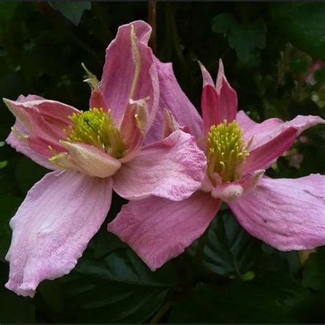 Clematis Montana Broughton Star 2L Fruttii Shop