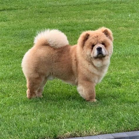 8 Unique Chow Chow Colors: A Guide To Rare Patterns