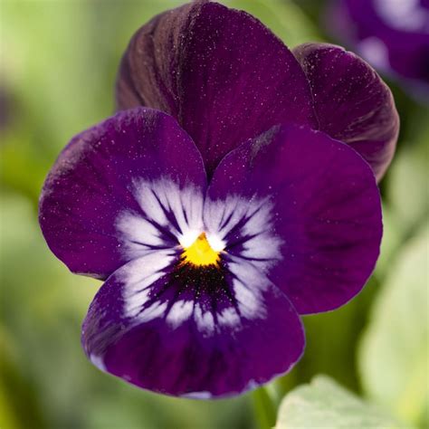 Viola Cornuta Admire Denim Muller Seeds