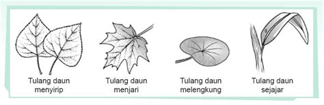 Struktur Daun Dan Batang Pada Tumbuhan Panduan Soal