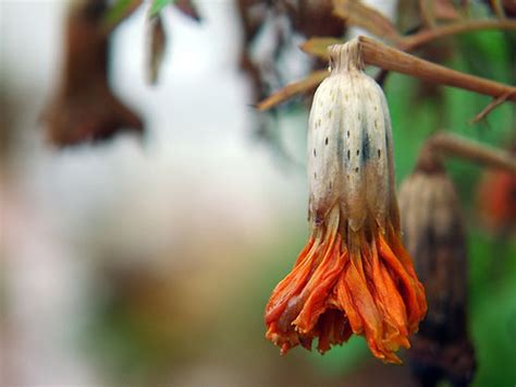 Letting Go Of Dying Marigolds The Garden Lady