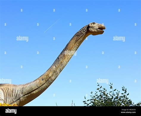 Brontosaurus Dinosaurio De Cuello Largo De Reptiles Herbívoros Salvajes Listos Para Atacar