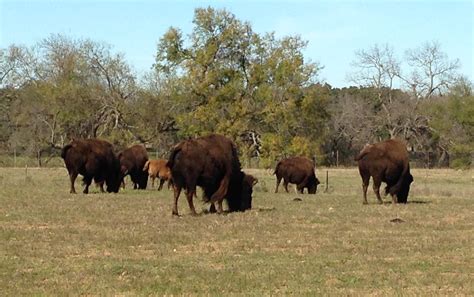 Bisons Animaux Texas États Unis Routard