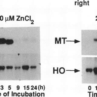 Induction Of Mt I Mrna By Menadione Hepa Cells Were Incubated For H