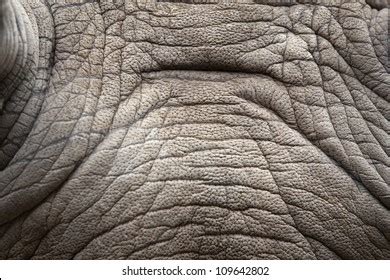 1,523 Rhino Skin Pattern Images, Stock Photos & Vectors | Shutterstock