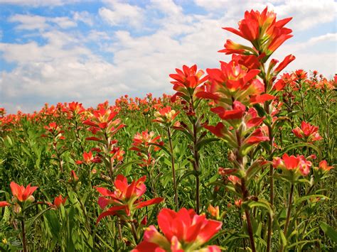 Prairie Fire The Indian Paintbrush