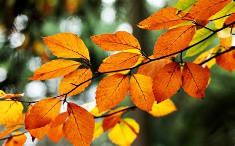 Nature Macro Leaves Fall Wallpapers Hd Desktop And Mobile Backgrounds