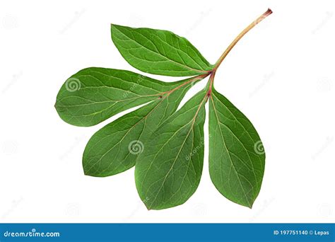 Peon flower leaf stock photo. Image of white, natural - 197751140