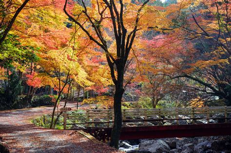 くらがり渓谷の紅葉｜紅葉情報2024