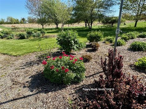 Photo Of The Entire Plant Of Hybrid Fern Leaf Peony Paeonia Early