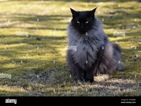 A black smoke norwegian forest cat male sitting outdoors Stock Photo - Alamy