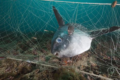 New biodegradable nets could contribute to solving ghost fishing - LifeGate