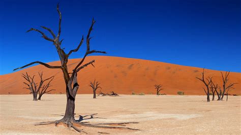 Download Namibia Deadvlei Dead Trees Wallpaper