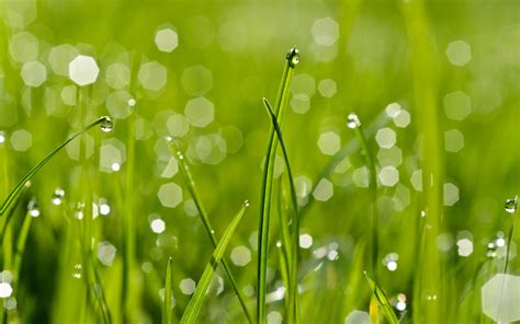 Wallpaper Sunlight Water Green Dew Glare Light Leaf Flower