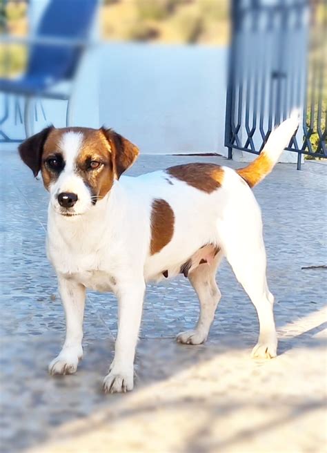 Criadero De Jack Russell Javer Keleb Labradors