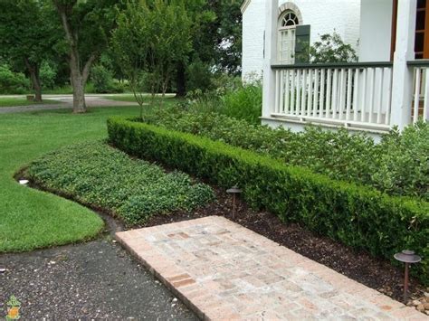 Wintergreen Boxwood Boxwood Landscaping Privacy Landscaping