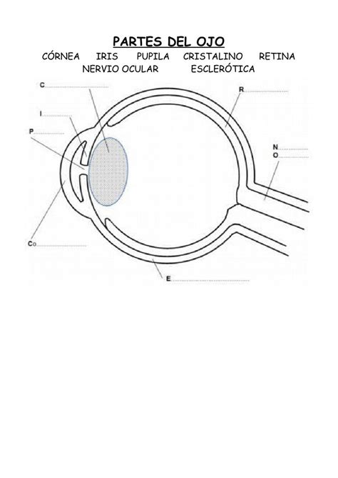 Partes Del Ojo