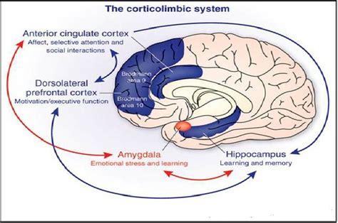 84 best prefrontal cortex images on Pinterest | Book shelves, Bookcases ...