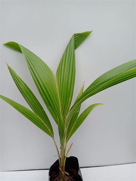 Coconut Plants – Plants & Plants Supercentre