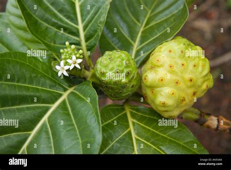 Noni fruit on branch Stock Photo - Alamy