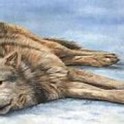 Grey Wolf Painting Painting By David Stribbling Fine Art America