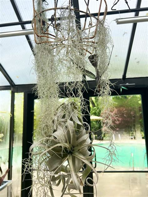 Spanish Moss Air Plant Care 3 Tips To Growing Inside