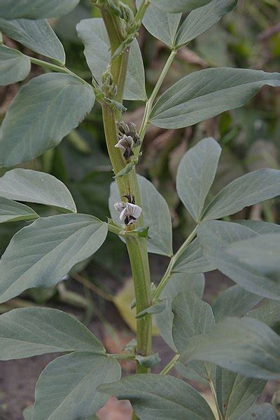 Vicia faba (Bell Bean, Broad Bean, English Bean, Fava Bean, Field Bean ...