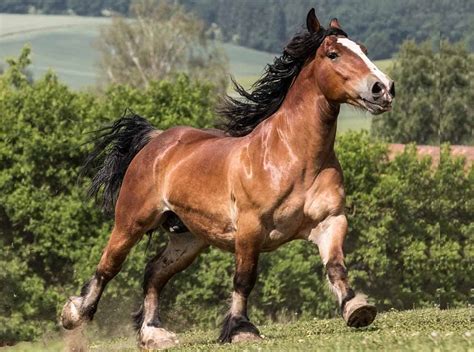 Sonhar cavalo sonho é bom ou ruim Qual o significado