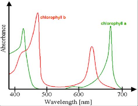 Visible light absorption of Chlorophyll a and b | Download Scientific ...