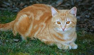 Very Orange Tabby Cat Eric Sonstroem Flickr