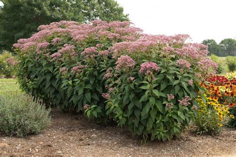 Eupatorium Purpureum Euphoria Ruby Floreupre Dwarf Joe Pye Weed