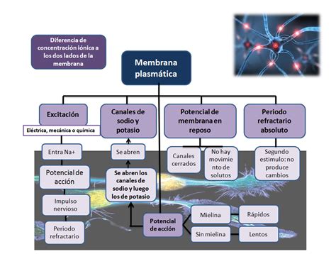 fisiología basica Potencial de membrana