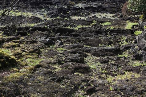 Fotos Gratis Rbol Bosque Rock Desierto Planta Flor Musgo