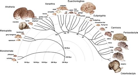 Visual The Evolution Of The Brain Infographic Tv Number One