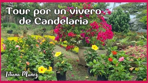 TOUR POR UN VIVERO de CANDELARIA Liliana Muñoz Vivero Plantas